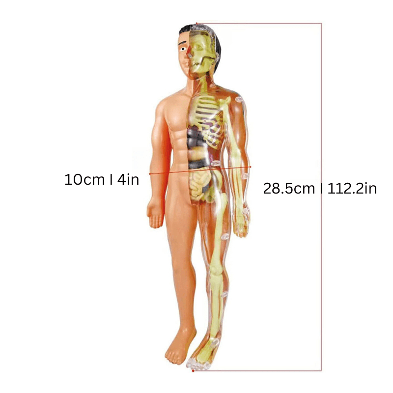 Interactive 3D Anatomy Model for Kids Educational Fun Age 5+ 2
